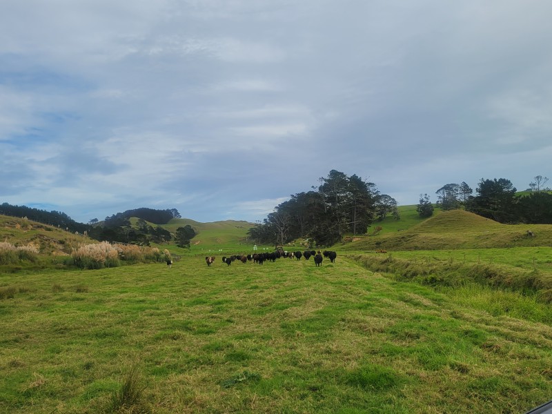 Pinaki Road, Te Kopuru, Kaipara, 0 rūma, 0 rūma horoi