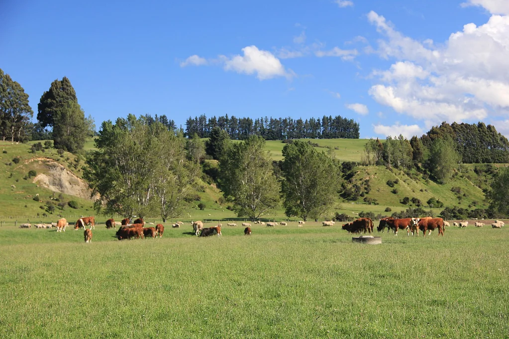 Te Anau A distinctive and high performing farm