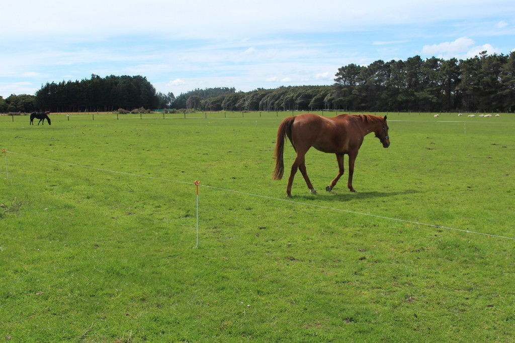 117 Aicken Road, Otatara, Invercargill, 0 Kuwarto, 0 Banyo