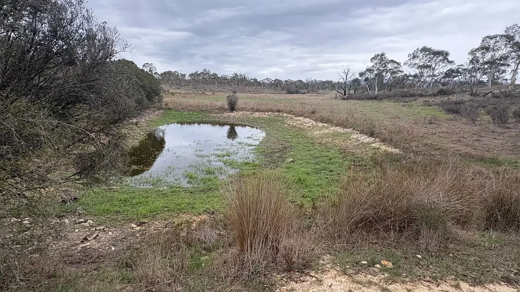 Braidwood  WHAT EVERYONE WANTS!
