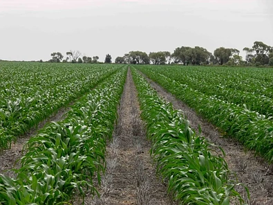  North Prairie, Moree, NSW 2400, 0 slaapkamers, 0 badkamers, Lifestyle Property