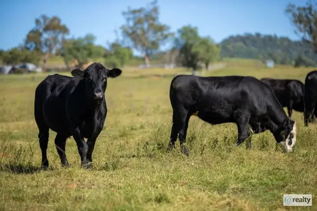 Bingara "Myalla" Better Beef Bingara