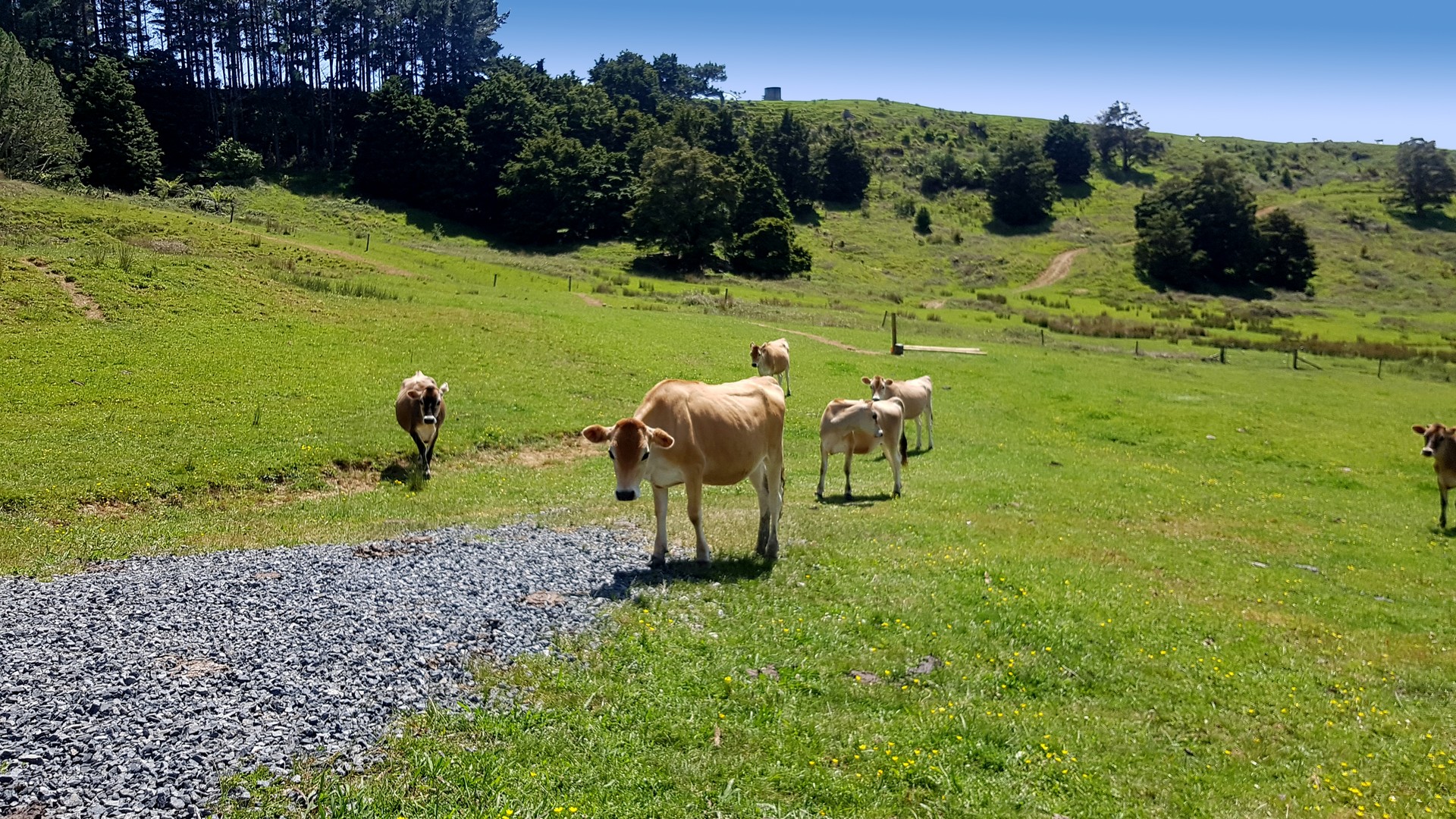 Matakana Valley Road, Matakana, Auckland - Rodney, 0 habitaciones, 1 baños