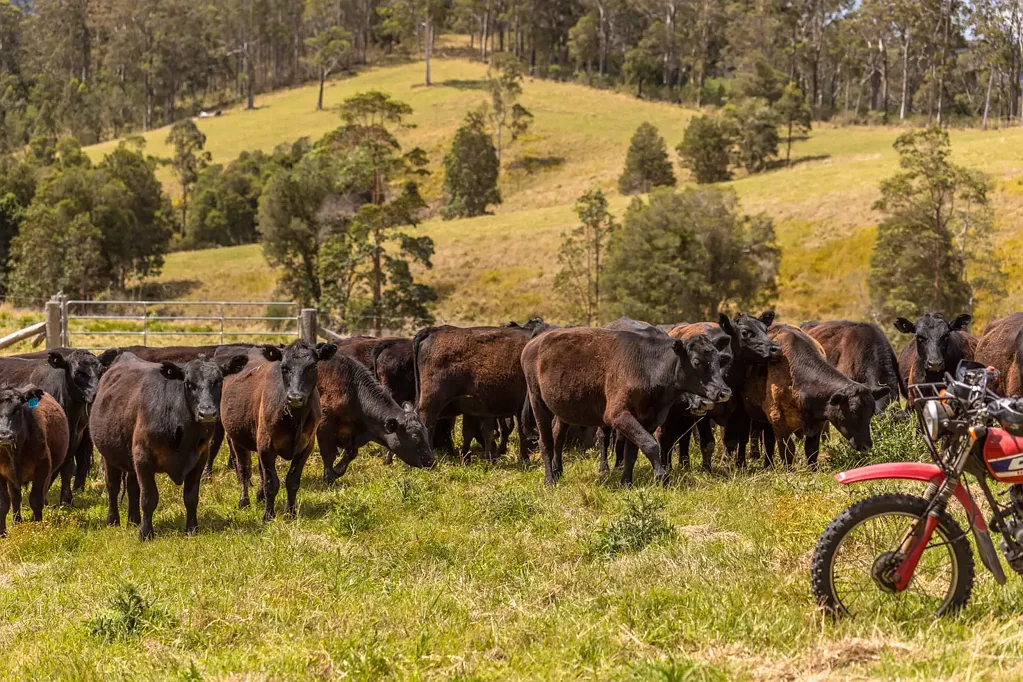Belbora  Productive Cattle Property - 129 Days Road, Belbora