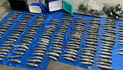 狂捞鲍鱼、龙虾！奥克兰多人遭举报，当场人赃俱获，结局凉凉了......