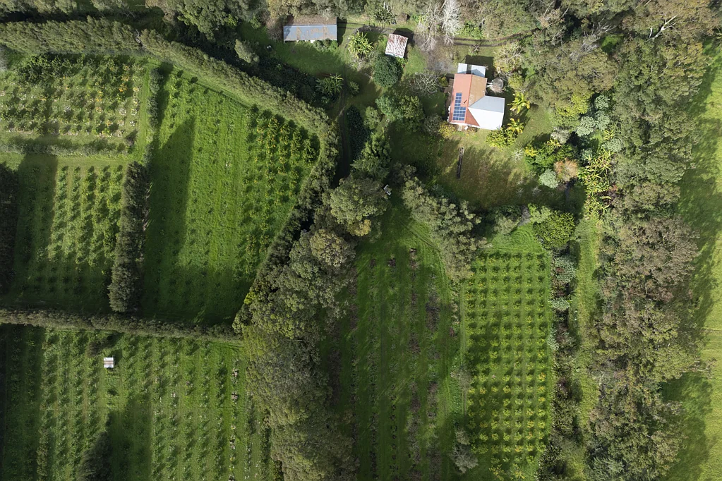 Kaitaia Surrounds  Delightful Organic Lifestyle Orchard