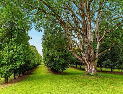 397 Duncan Road, Numulgi, North Coast, 3 Bedrooms, 1 Bathrooms, Lifestyle Property