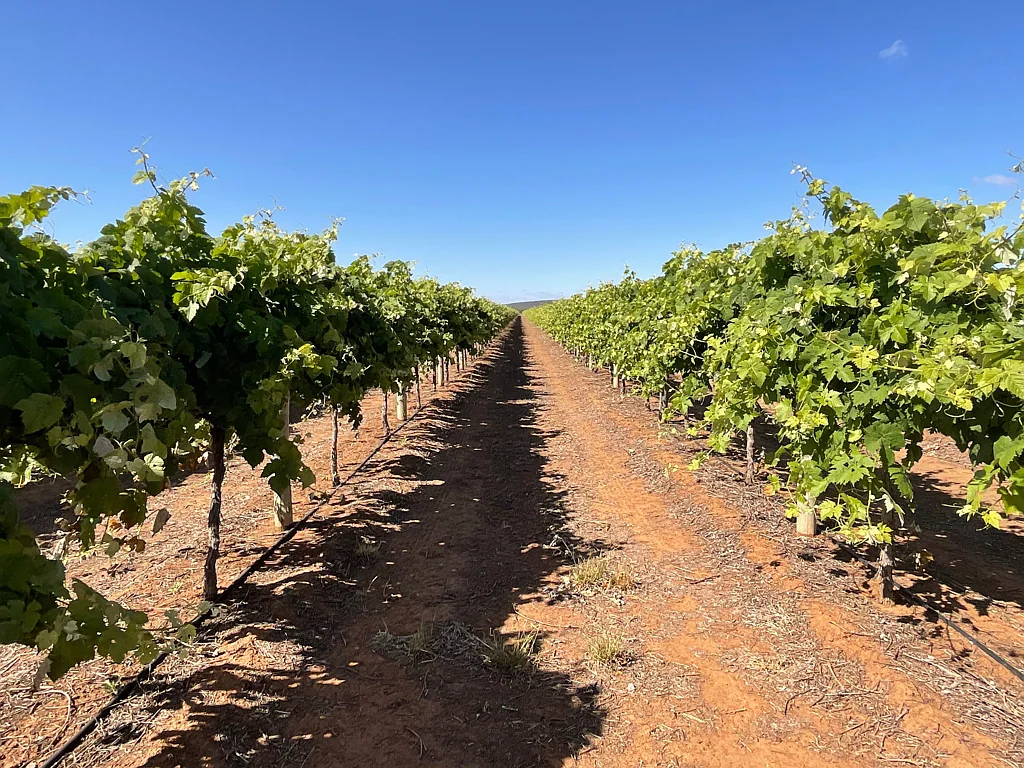 Myall Park QUALITY VINEYARD WITH OPTION OF WATER AND MACHINERY