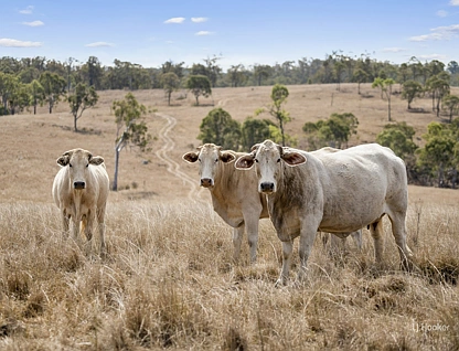 Lot 1 & 34 D'Aguilar Highway, Yarraman, Darling Downs, 0 ห้องนอน, 0 ห้องน้ำ, Lifestyle Property