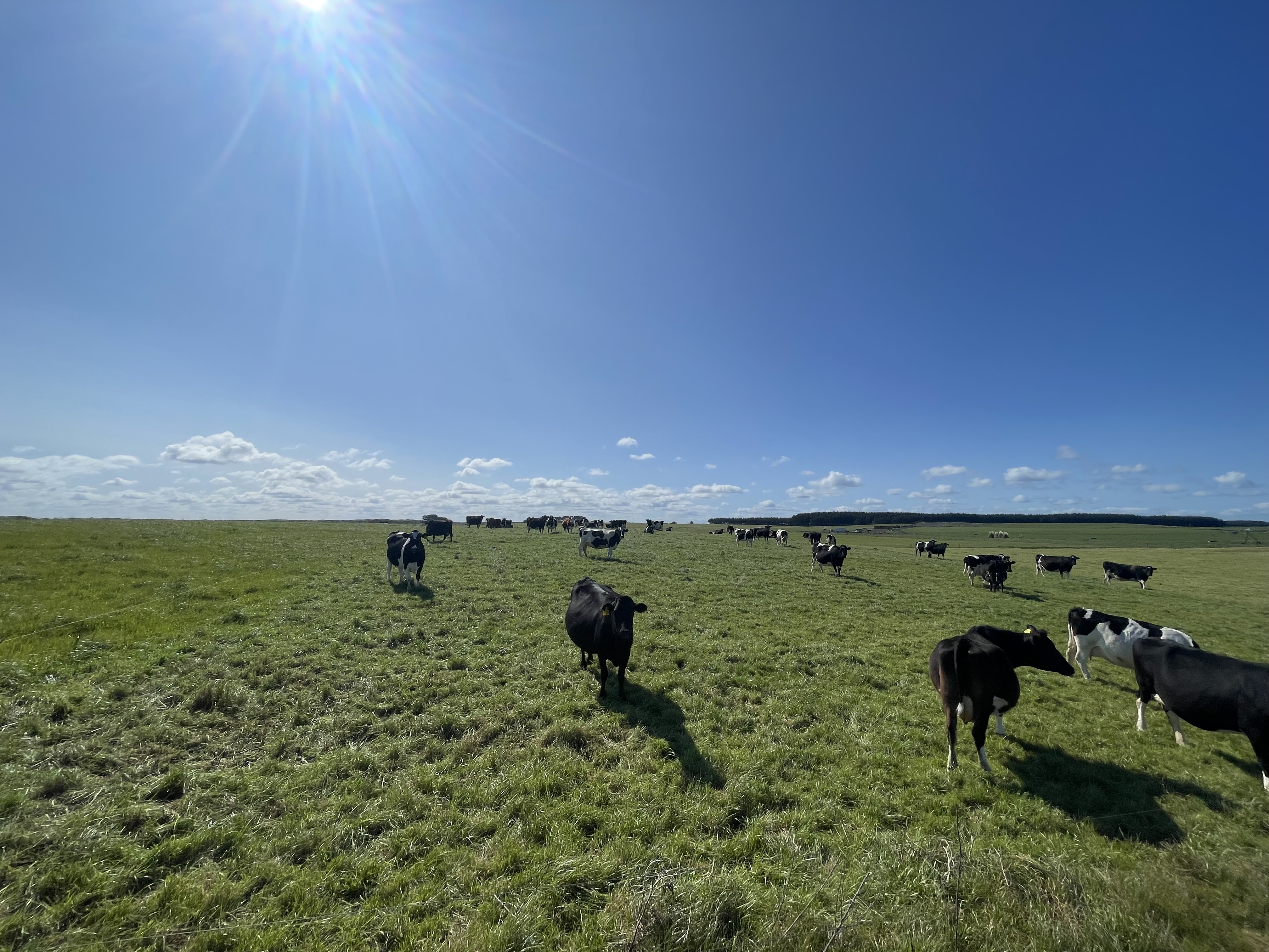 607 Turakina Beach Road, Koitiata, Rangitikei, 0 rūma, 0 rūma horoi, Grazing