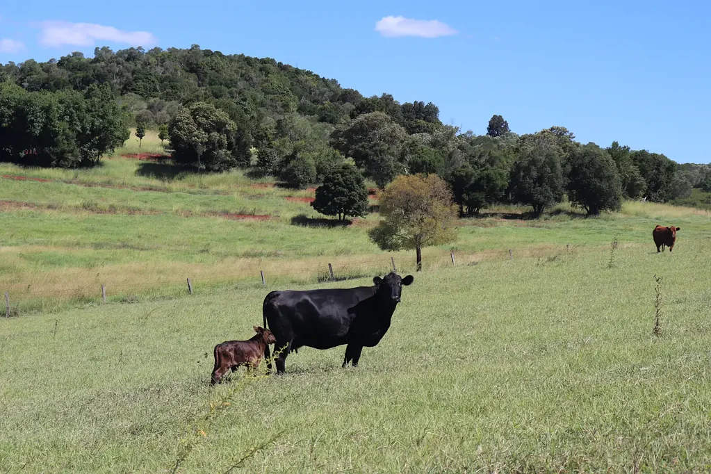 Lot 385 Hoffmanns Road, Wondai, QLD 4606