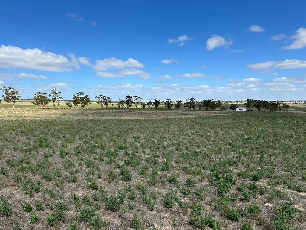 Peake  'Rockcurry' - Lucerne Booming after Recent rains (223ha)