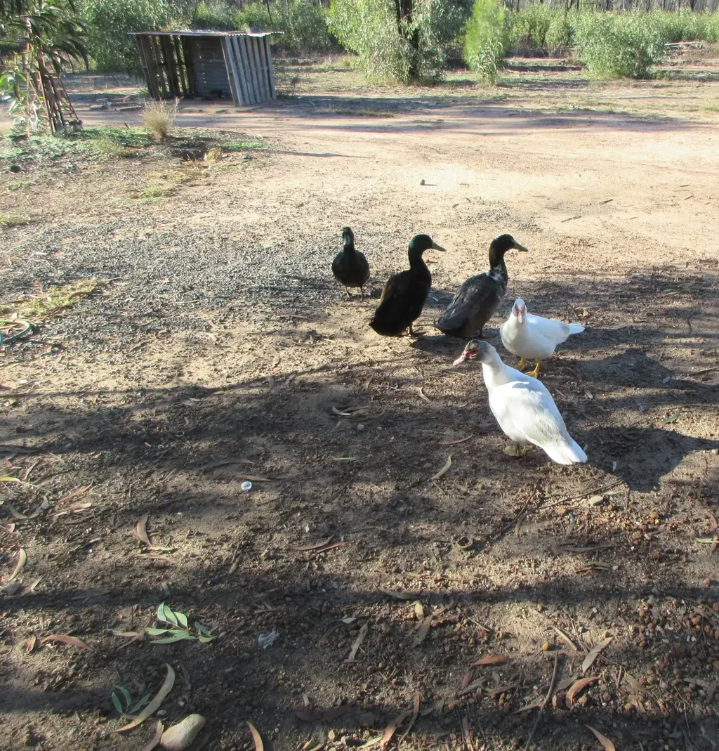 Tara Get your ducks in a row!