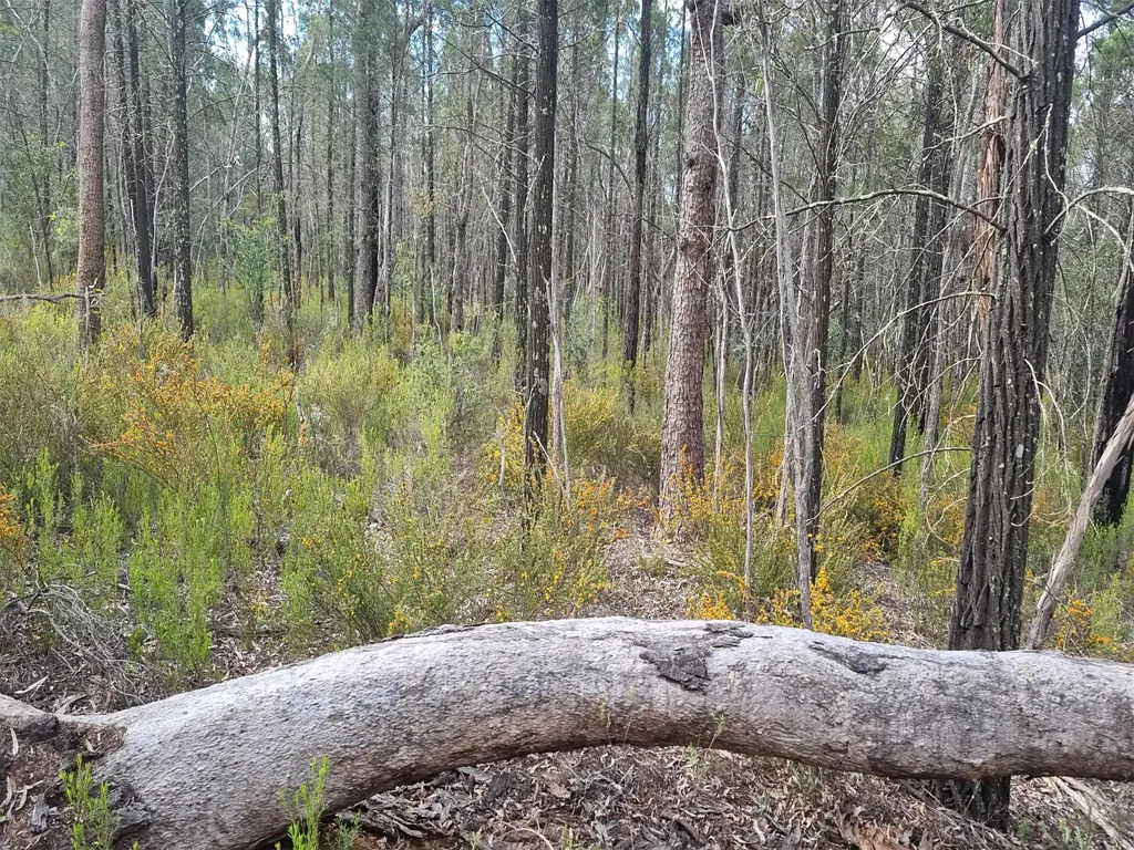 Coonabarabran 107 Acres of Native Forest Freehold with Timber Harvesting Approval