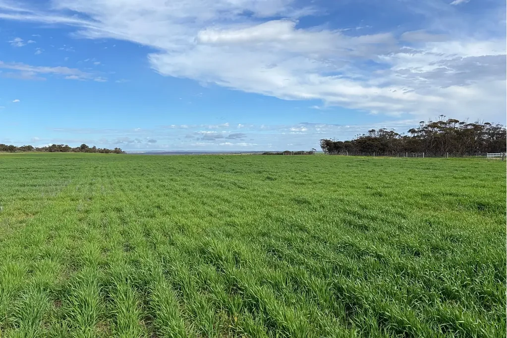 699 Balumbah Hill Road, Solomon, SA 5641