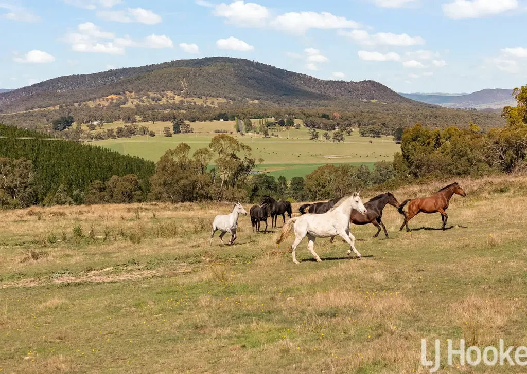 Meadow Flat  60 Acres of Peace & Possibility