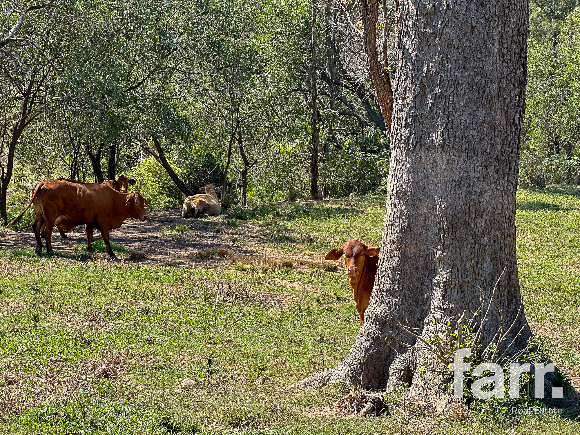 388 SWAN GULLY RD, BROMELTON QLD 4285, 0 chambres, 0 salles de bain, Section