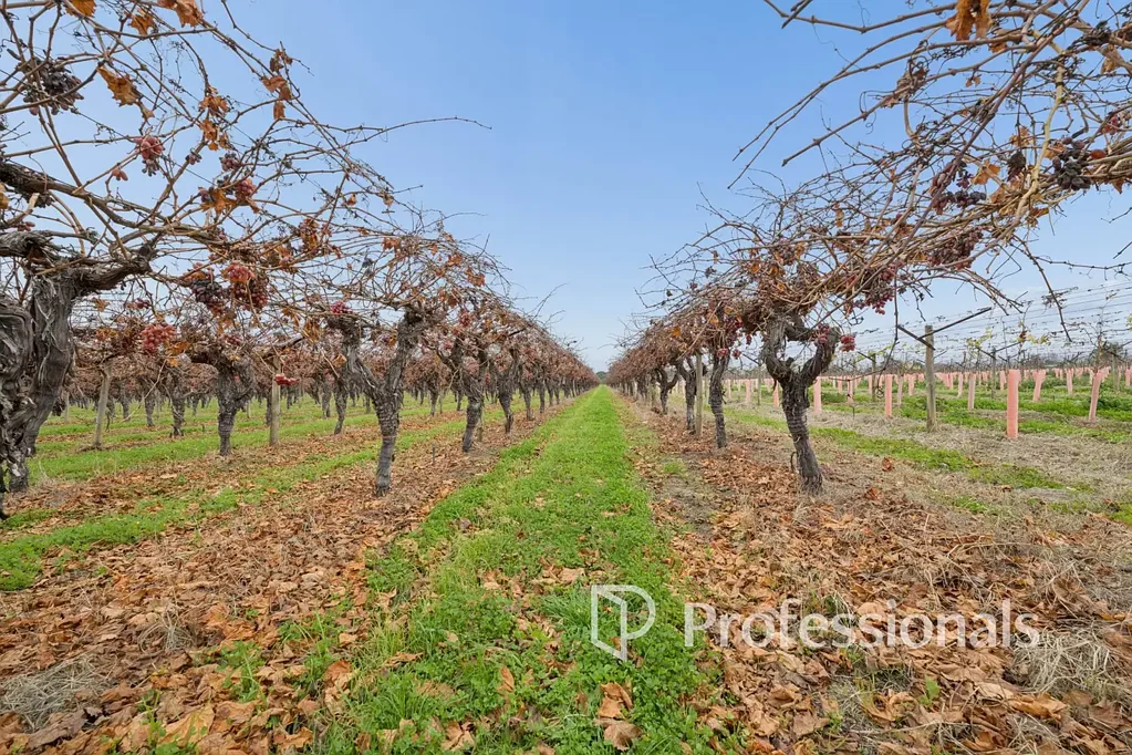Robinvale  Quality Vineyard & Family Home on 10.18Ha (25 Acres)