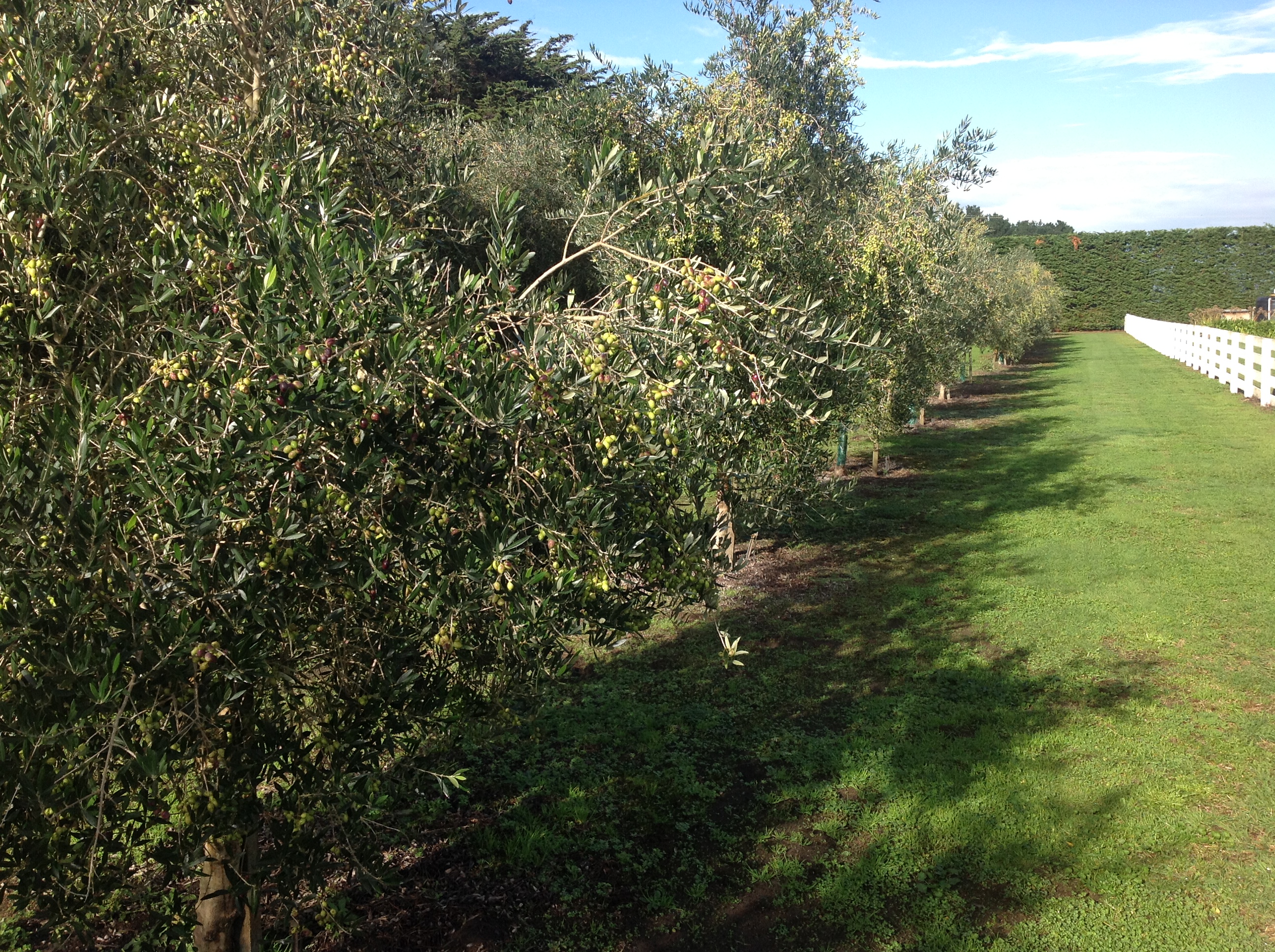 251 Motuiti Road, Foxton, Horowhenua, 3房, 2浴