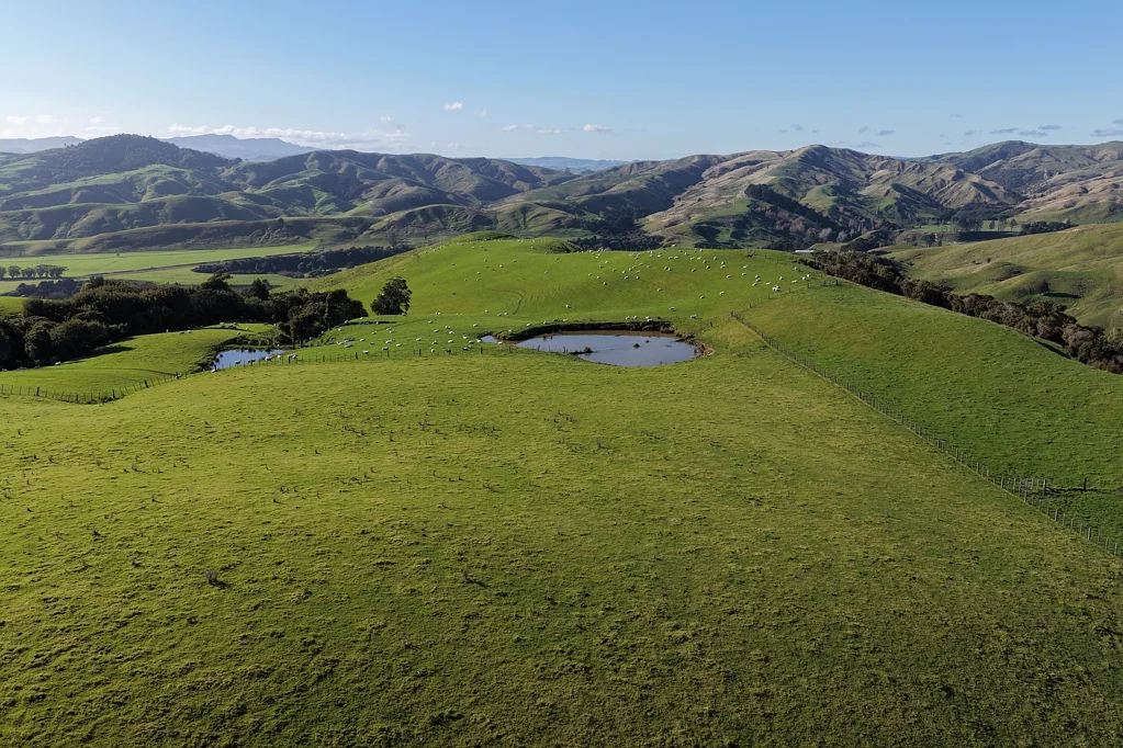 Alfredton Te Oka - an immaculate breeding and finishing unit