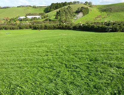 地址保密, Matakana, Rodney, 0 ਕਮਰੇ, 0 ਬਾਥਰੂਮ, Section