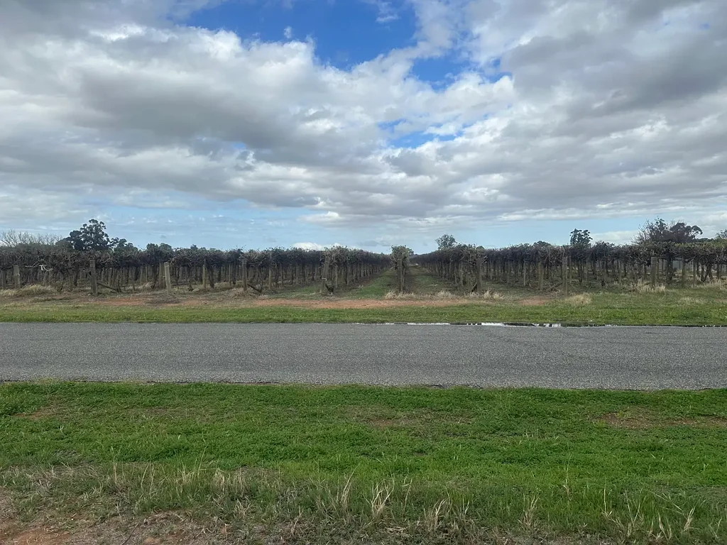 Renmark West Exceptional Vineyard Opportunity - Lot 24 Tarcoola Street, Renmark West