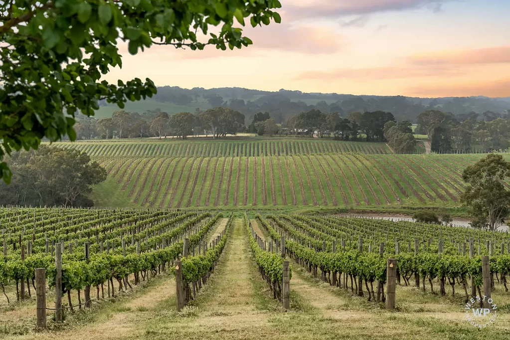 Forreston Purchase as a whole or the opportunity to leaseback the vineyard for 3 years @ $140,000 p.a. - enjoy living in a fine home/picturesque environment