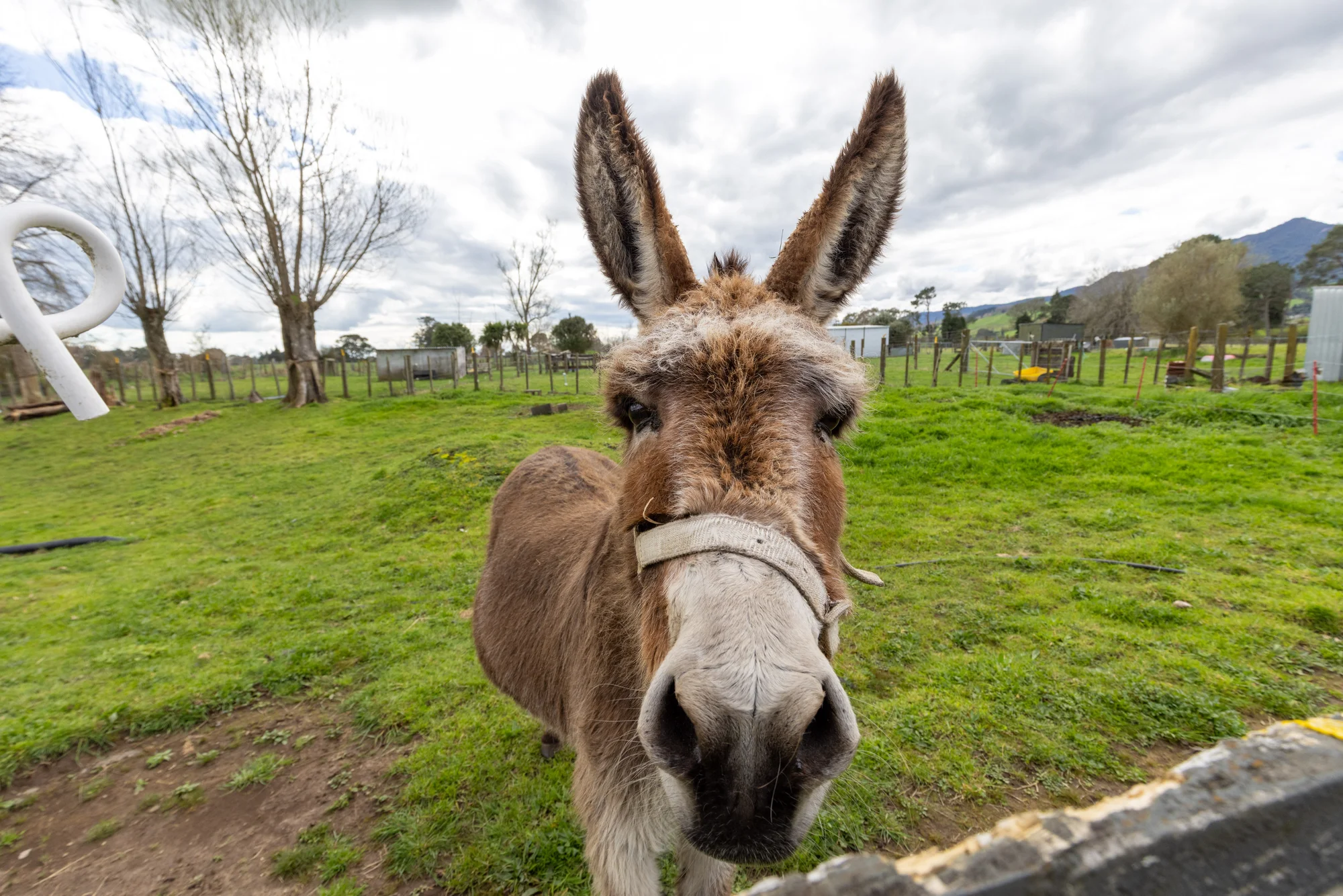 Te Poi 2બેડરૂમ Get your 'Donkey' to Te Poi