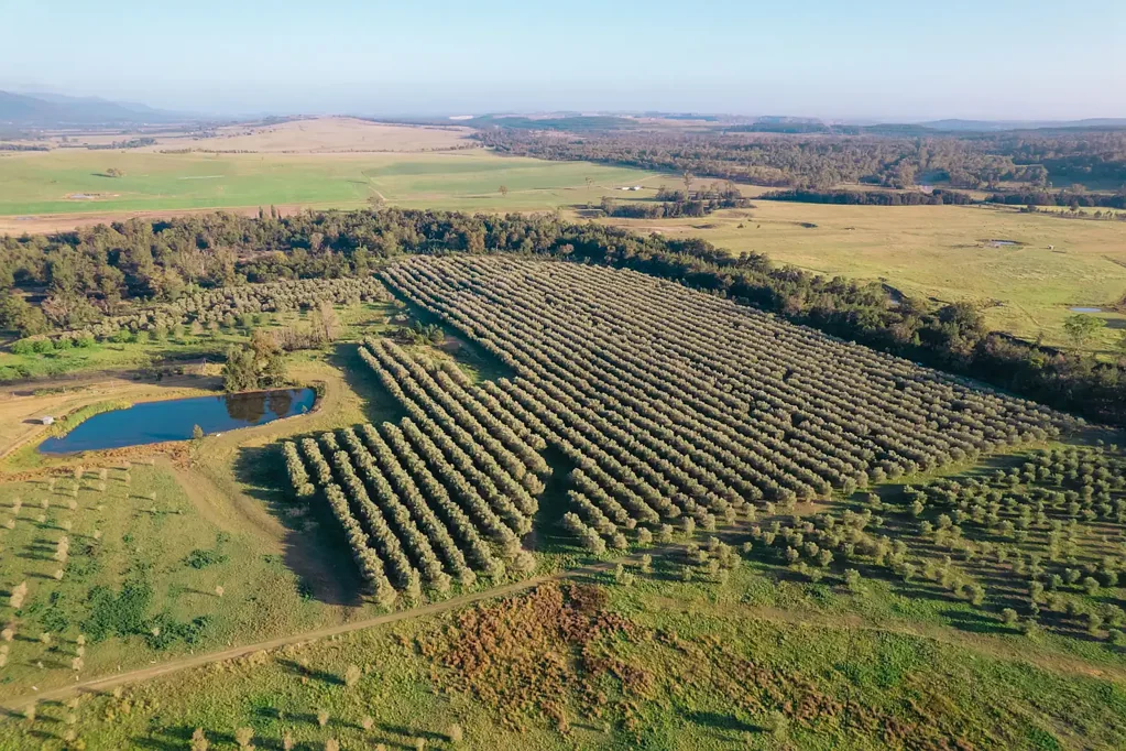 Broke  "Woodlands" Hunter Valley Retreat with Olive Grove