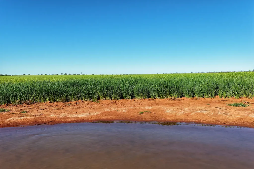 Nyngan Ray White Condobolin