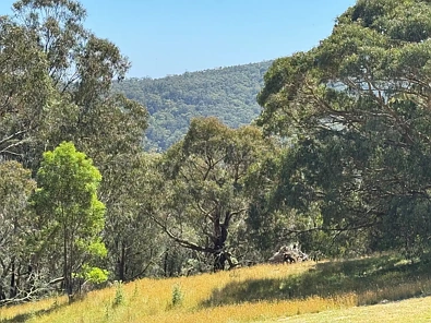 575 Deans Marsh Lorne Road, Deans Marsh, VIC 3235, 0 chambres, 0 salles de bain, Lifestyle Property