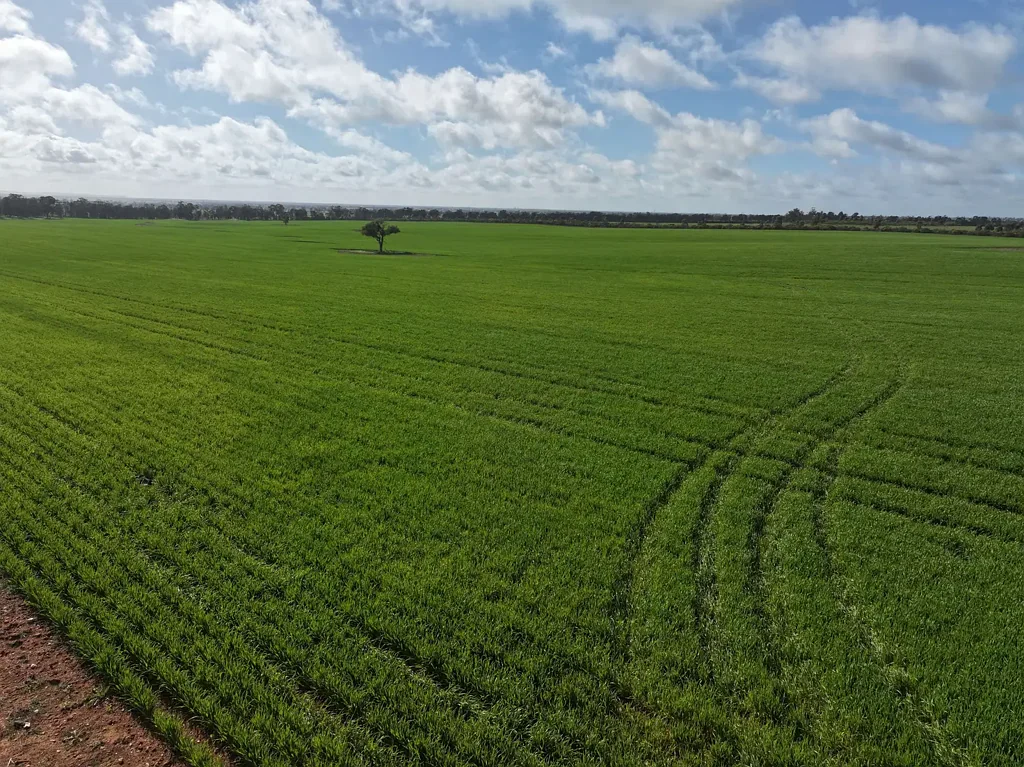 Boree Creek TIGHTLY HELD BOREE CREEK COUNTRY