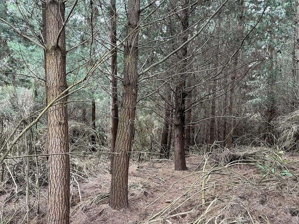 Herbert  Forestry Block - 11 Hectares