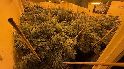 头皮发麻！奥克兰西区17处出租屋被查！专家提醒：房东千万别踩这条红线......