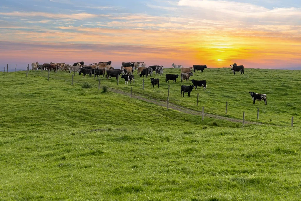 Helensville Dreams come true!