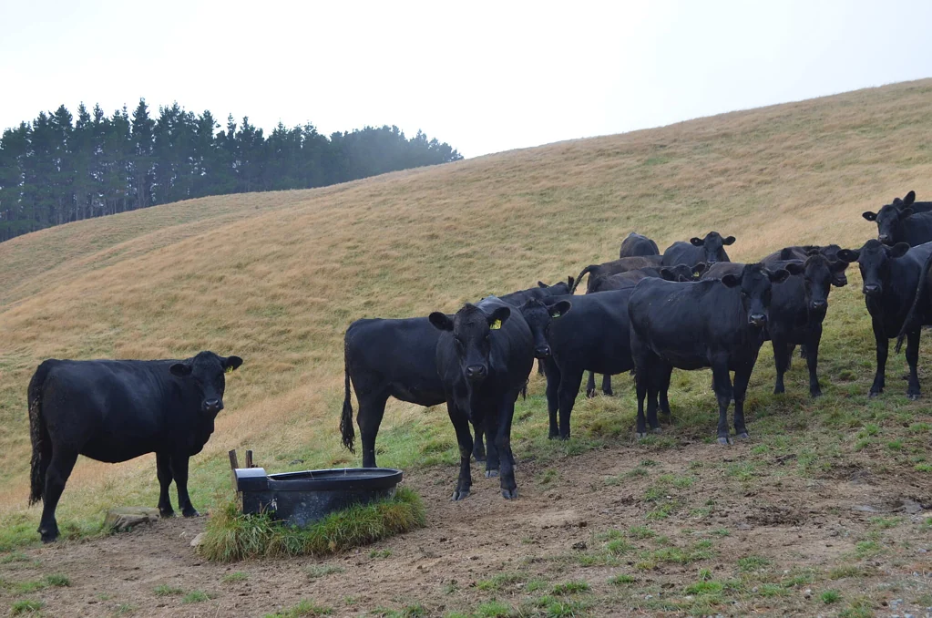 Moonshine Valley  Moonshine Valley – 64ha farm