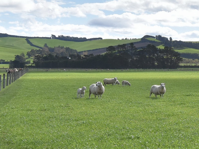 Bentleys Road, Hawarden, Hurunui, 0 Kuwarto, 1 Banyo