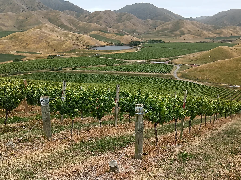 Seddon Award Winning Vineyard with Purchase Options
