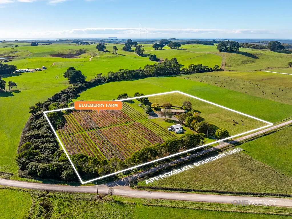 Lileah 3房  Unique Blueberry Farm Opportunity