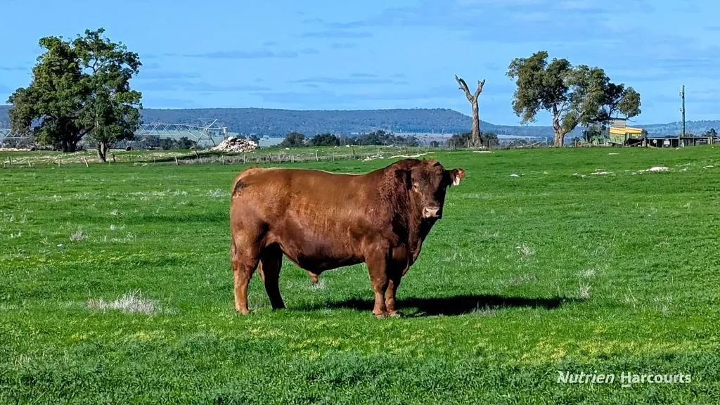 Beermullah 'Beermullah Flats- Collards Farm"