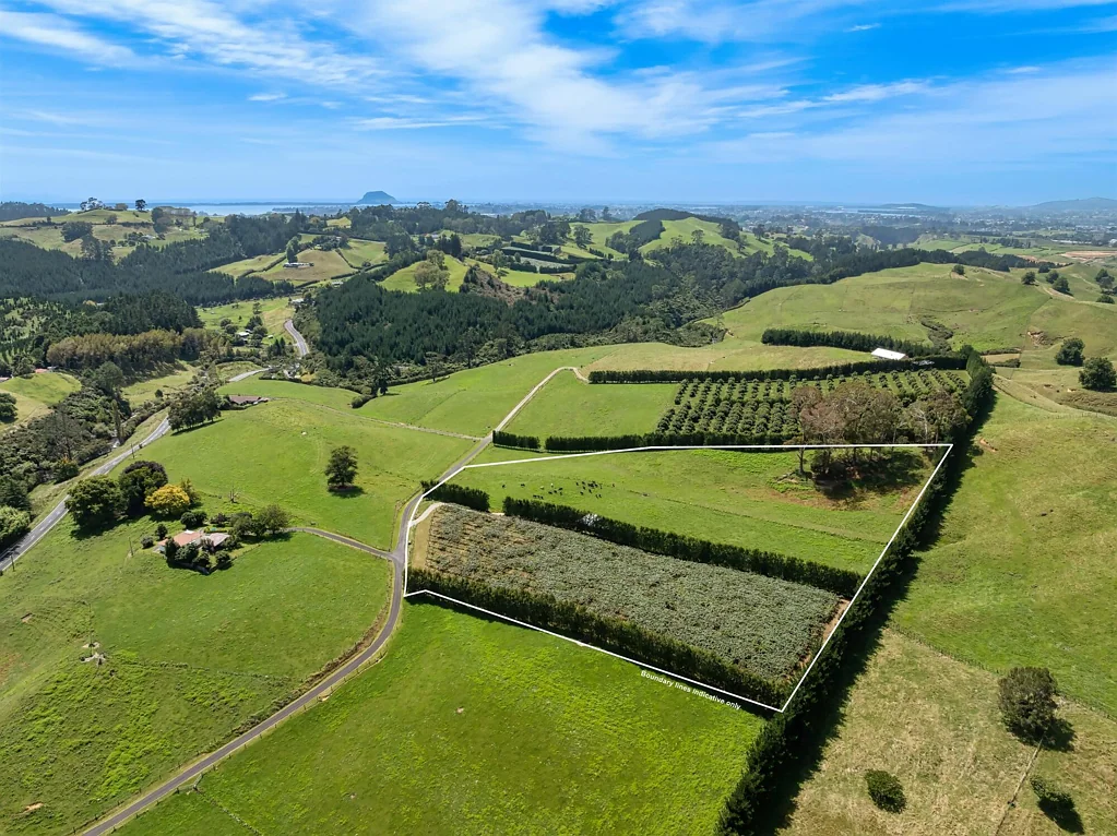 Te Puna Green Dream