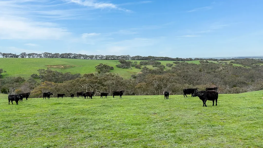 Mount Magnificent Norgrove - Mt Magnificent