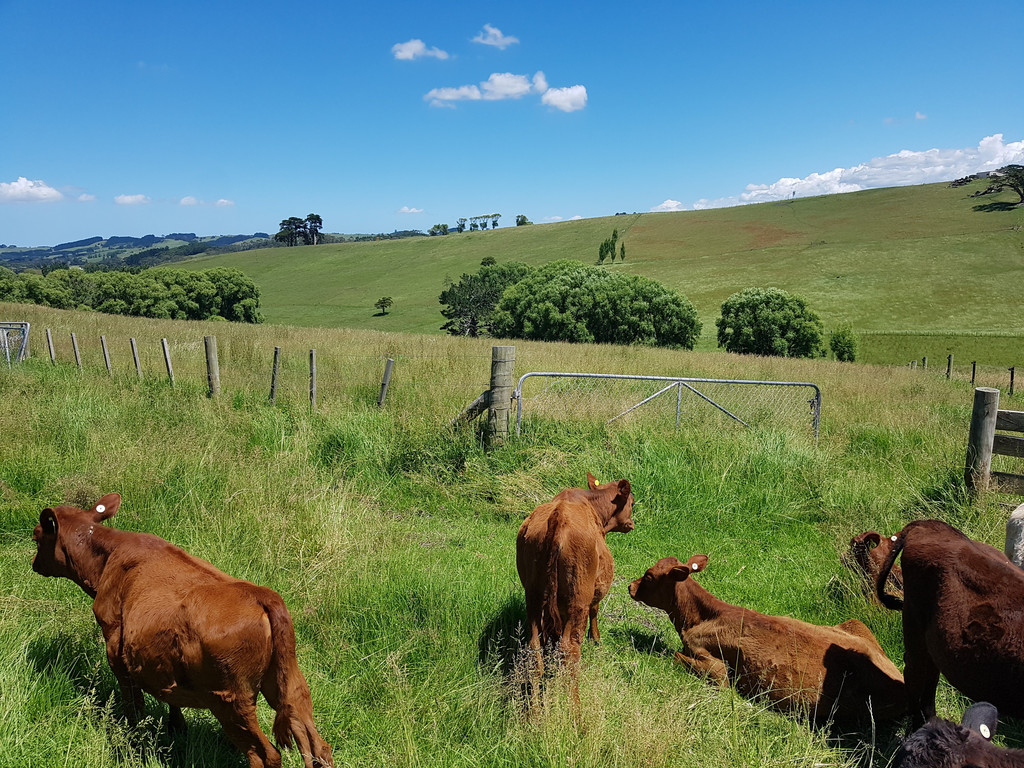 Petley Road, Paparoa, Kaipara, 0 침실, 1 욕실