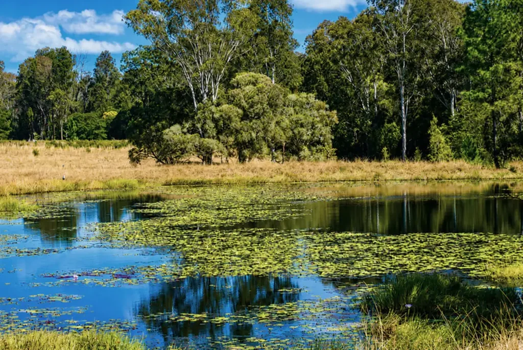 Gibberagee Productive Acreage ,Outstanding Water Security, Well Established Timber