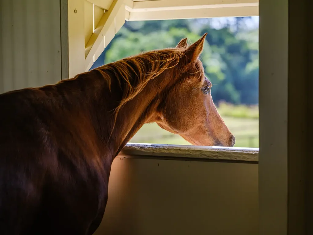 Cooran 4房  Hinterland Living With Equestrian Appeal