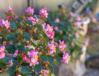 15 Charnley Court, Shailer Park, QLD 4128, 4房, 2浴, House