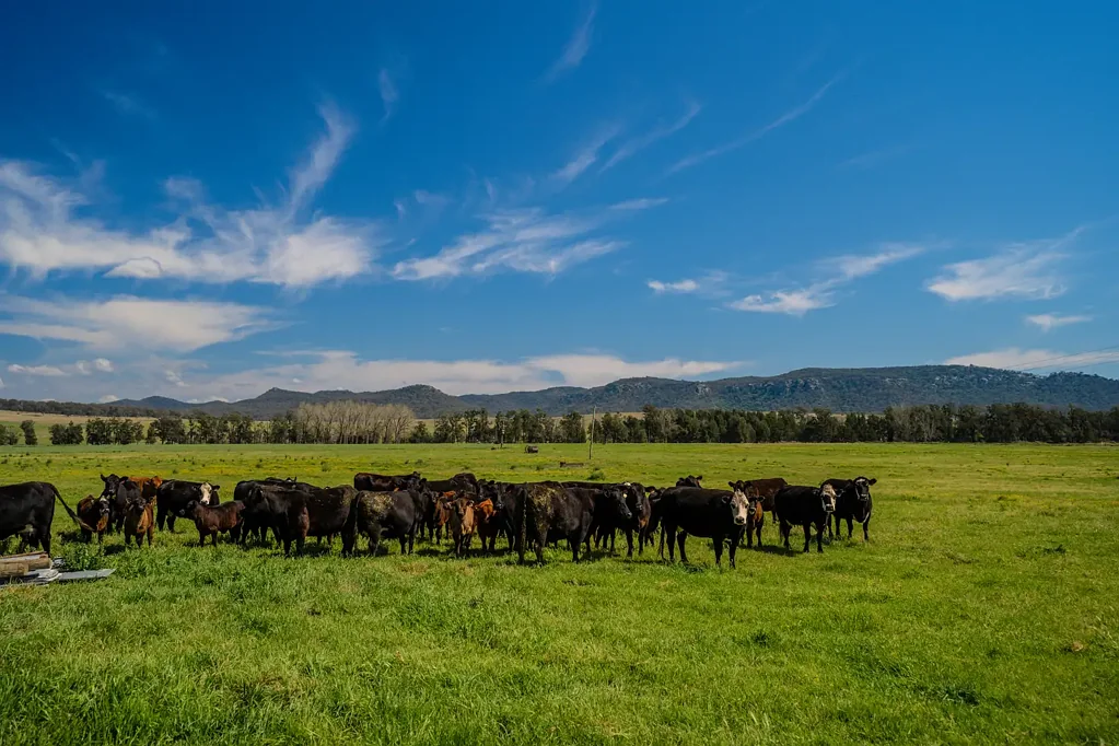 931 Martindale Road, Denman, NSW 2328