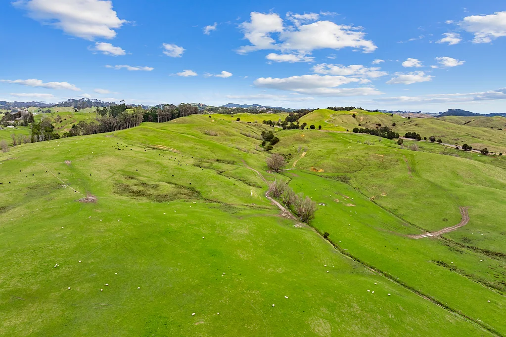 Paparoa Versatile beef unit with scale and scope - 329ha