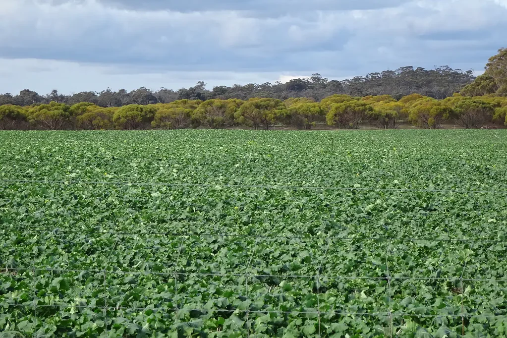 Cuballing Land and Location at Cuballing
