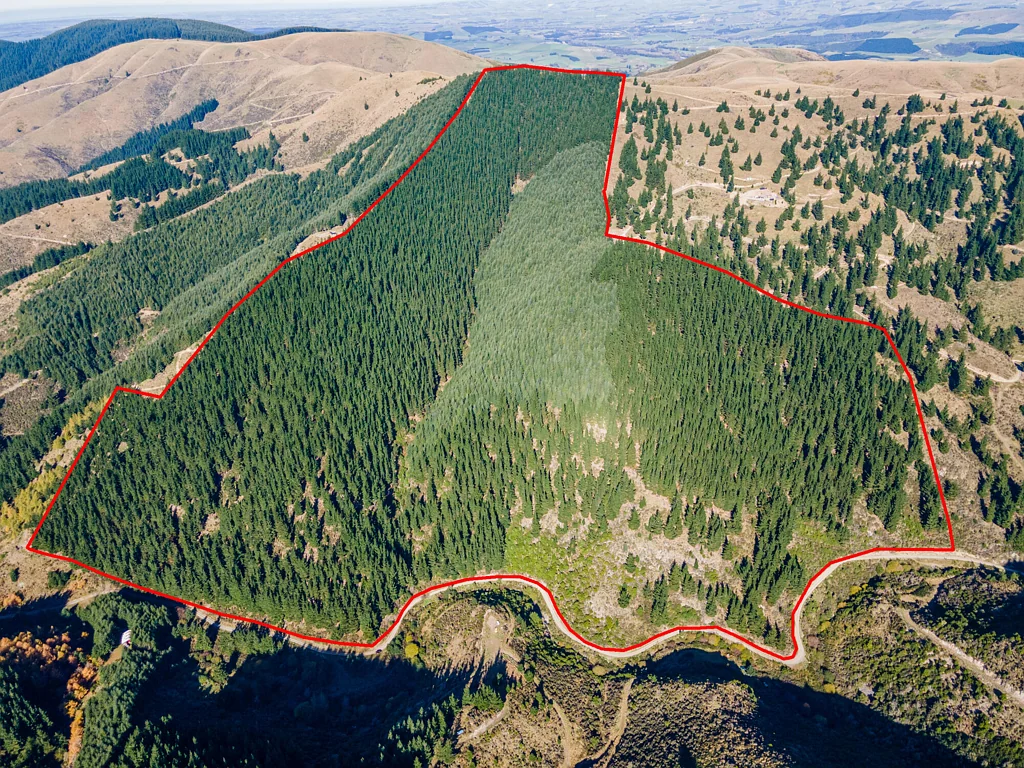 Geraldine  Kakahu Forestry Block  - 50.5 Hectares